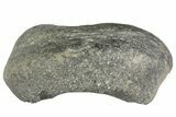 Fossil Whale Ear Bone - Miocene #177830-1